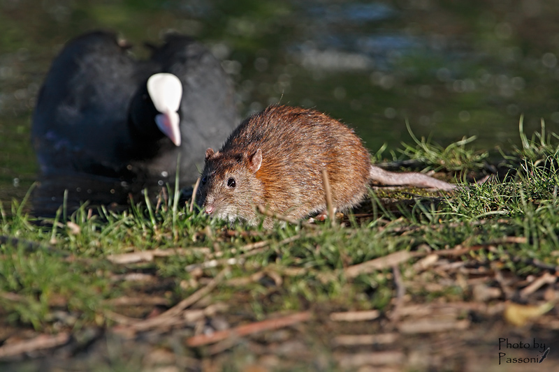 Guardati alle spalle!  (Rattus norvegicus)